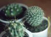 Кактусы - Cactuses