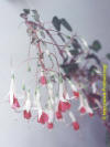 Фуксия (комнатное растение) - Fuchsia. Чтобы увеличить фотографию, перейдите по ссылке.