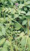 Сочевичник весенний - Spring-Vetchling – Lathyrus vernus (Orobus vernus)